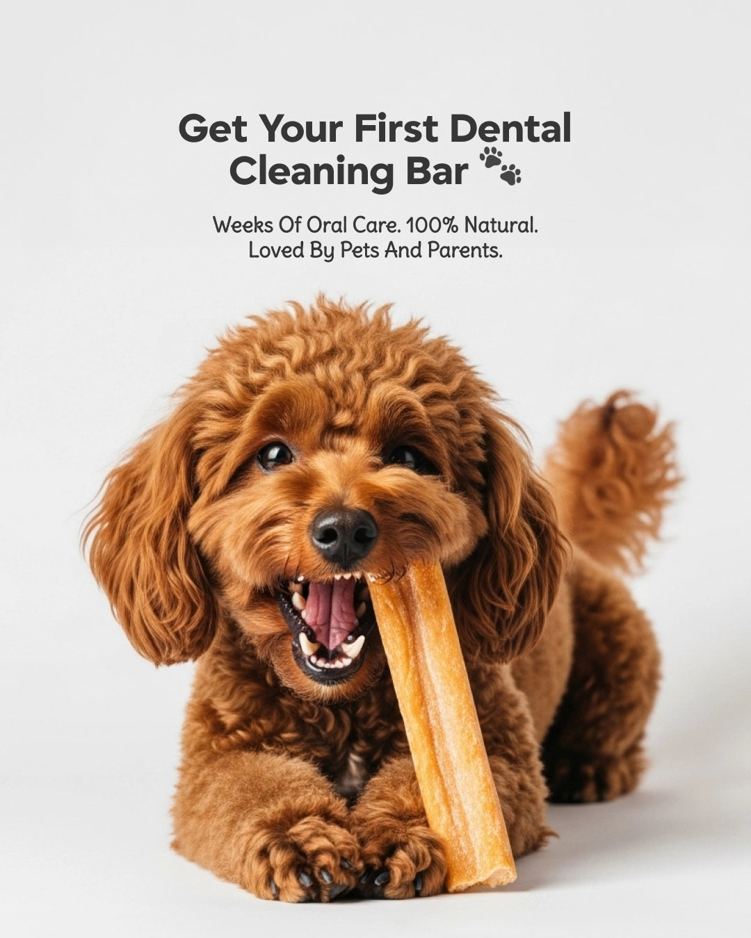 Cheese Dental Cleansing Stick